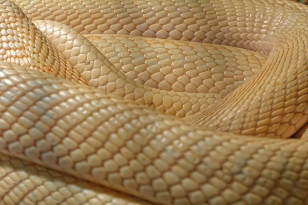Schlange im Terrarium - indische Albino-Kobra — Stockfoto
