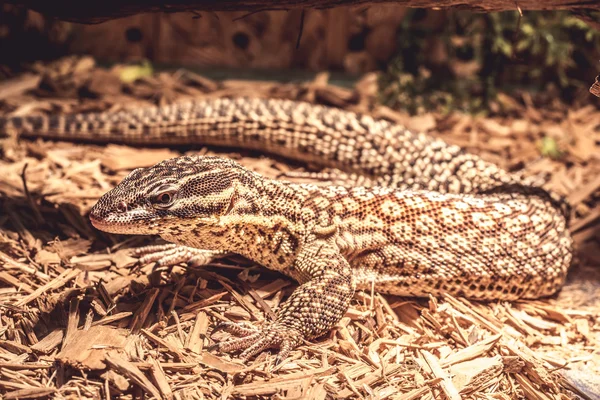 Eidechse im Terrarium - Leopardengecko — Stockfoto