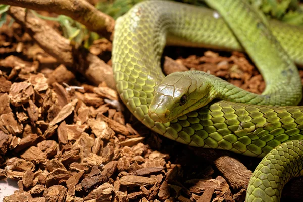 Schlange im Terrarium - grüne Rattennatter — Stockfoto