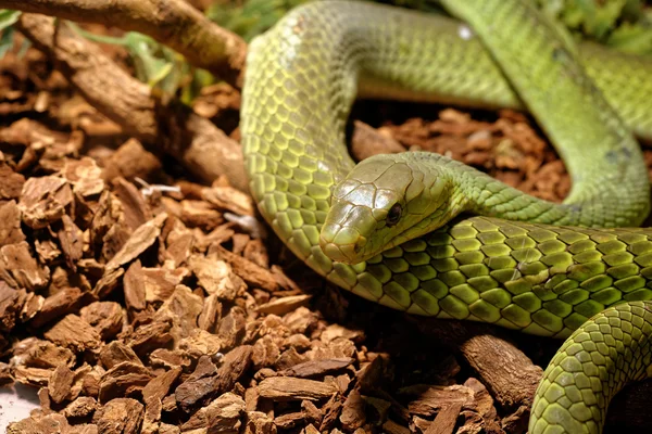 Terrarium - yeşil fare yılan yılan