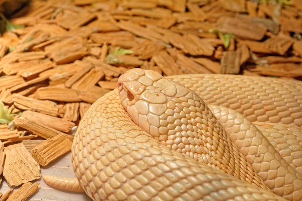 Schlange im Terrarium - indische Albino-Kobra — Stockfoto