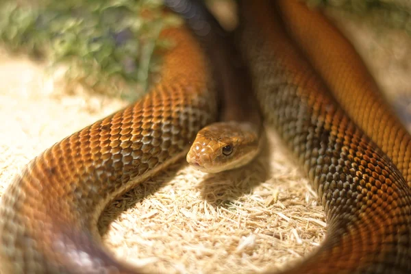 Schlange im Terrarium - Küsten-Taipan — Stockfoto