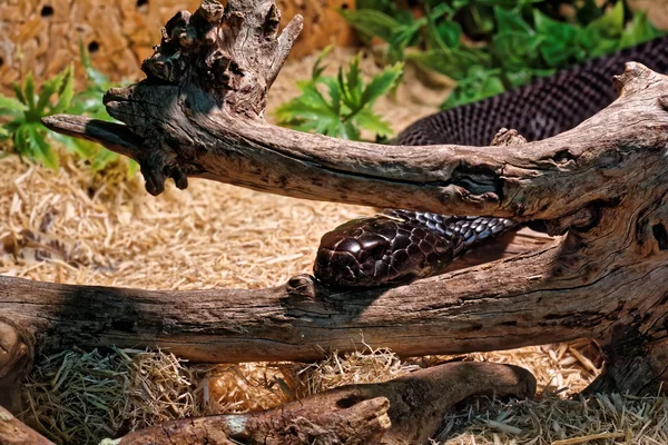 Schlange im Terrarium - schwarze Mamba — Stockfoto