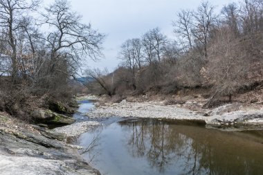 Bahar sırasında ormanda kuru dere parçası
