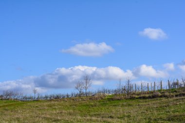 Güzel orman, çayır ve ağaçlar ilkbaharda, Bulgaristan