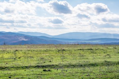 Güzel orman, çayır ve ağaçlar ilkbaharda, Bulgaristan