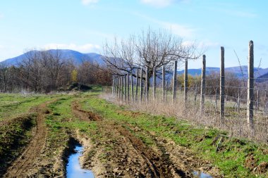Bahçe beton Polonyalılar tarafından alınmış meyve ağaçları ile
