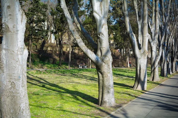 Güzel yeşil park banklar ve sokakları ile