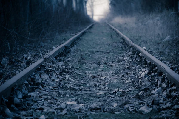 Railwayrails 겨울 일몰 시간에 높은 숲 골목에서 — 스톡 사진