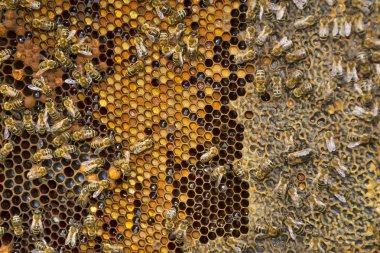 Arı bal balmumu bir arka plan üzerinde petek üzerinde toplamak