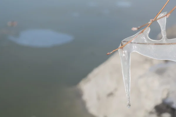 Arbustos congelados com gelo no lago de inverno — Fotografia de Stock