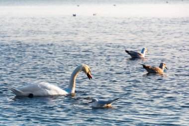 Güzel beyaz kuğu kış denizde Yüzme