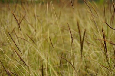 Gün batımı yumuşak çimen çiçek doğa arka plan bulanıklık