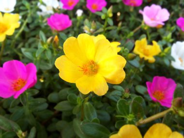 kışın güzel çiçek bahçesi