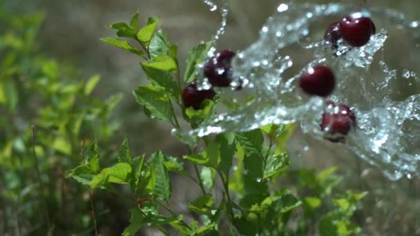 樱桃、 水飞溅 图库视频片段