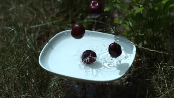 Cherries splashing into water — Stock Video