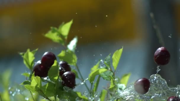 Splashing cherries and water — Stock Video