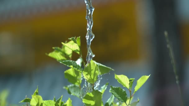 Przelewanie wody i wiśnie — Wideo stockowe