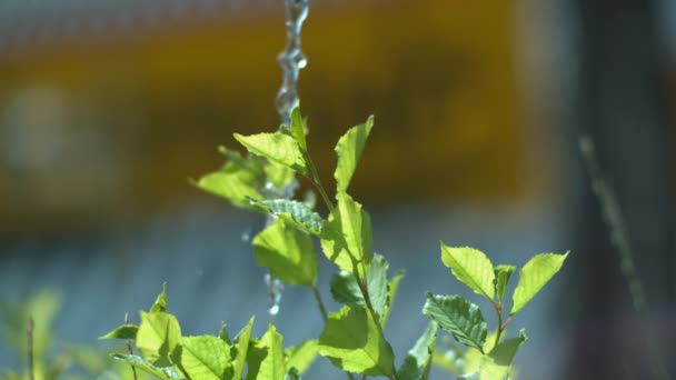 Przelewanie wody i wiśnie — Wideo stockowe