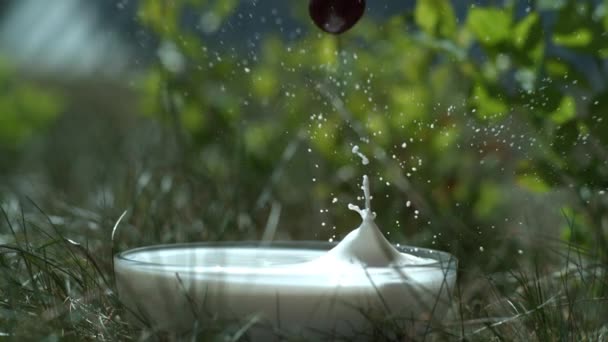 Cherries splashing into milk — Stok Video