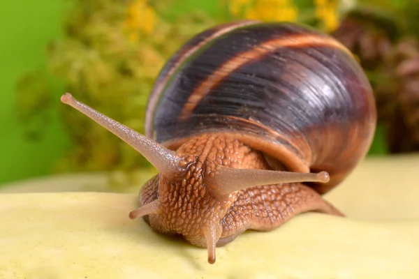 Bir salyangoz bir arka planda bitkilerin portresi