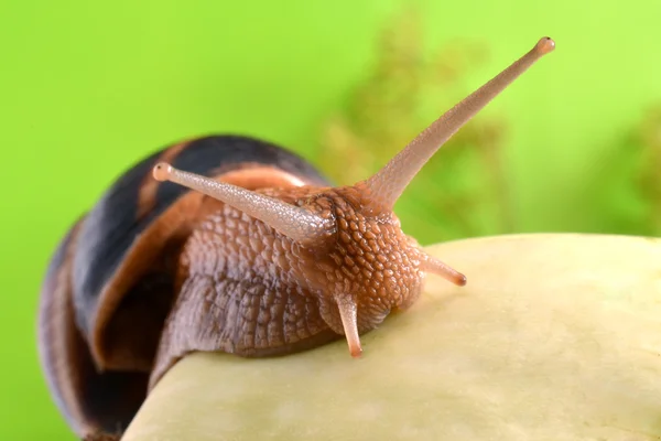 Portret van een slak op een achtergrond van planten — Stockfoto