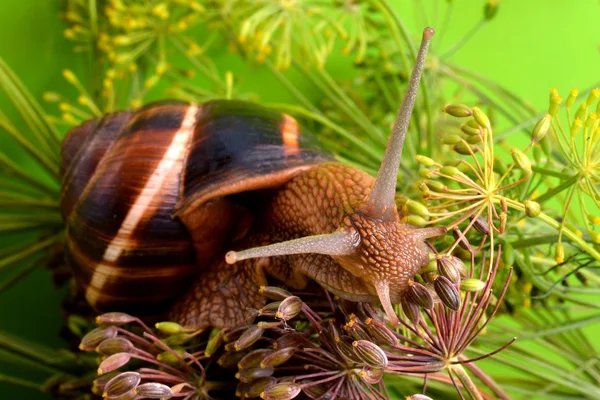 Porträt einer Schnecke vor Pflanzenhintergrund — Stockfoto