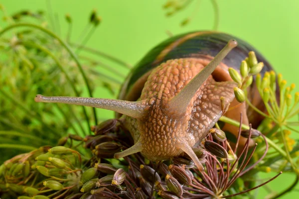 Bir salyangoz bir arka planda bitkilerin portresi