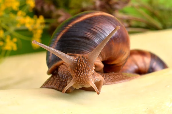 Portret van een slak op een achtergrond van planten Rechtenvrije Stockfoto's