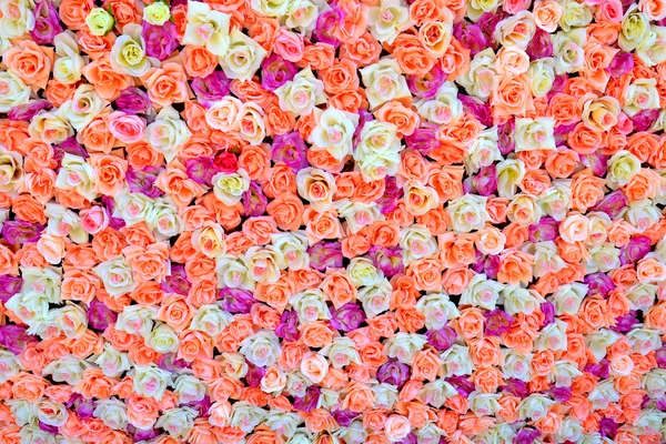 Background of colored roses — Stock Photo, Image