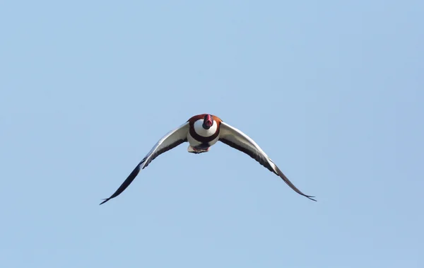 Shelduck comum em voo — Fotografia de Stock