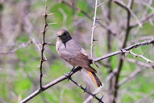 까만 Redstart Phoenicurus ochruros — 스톡 사진