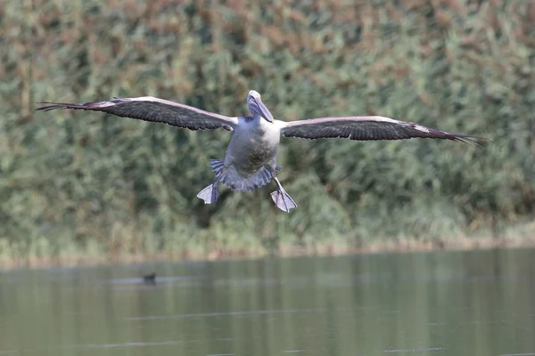 Далматинский пеликан в полёте — стоковое фото