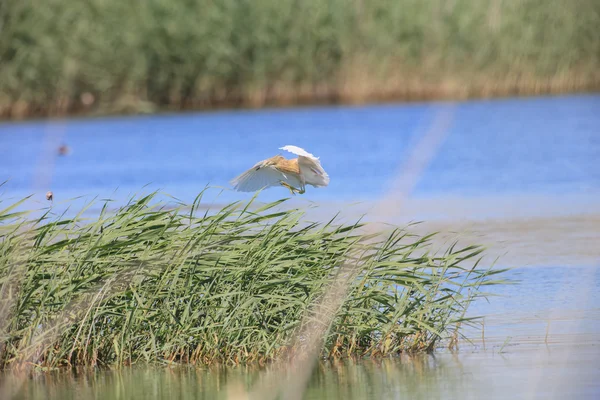 A garça Squacco em voo — Fotografia de Stock