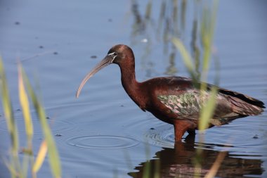 Parlak Ibis bataklığındaki