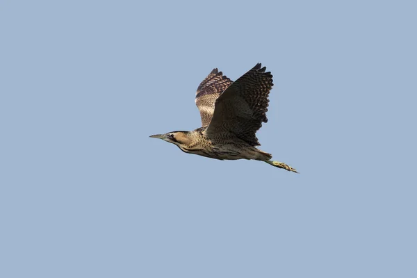 Bird Eurasian Bittern in flight — Stock Photo, Image