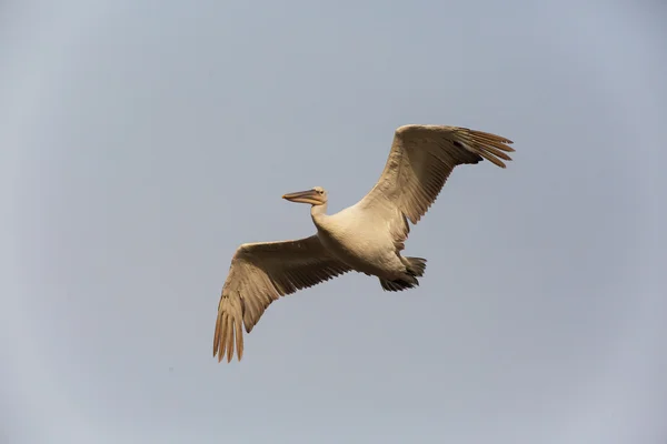 Dalmatian Pelican — Stock Photo, Image