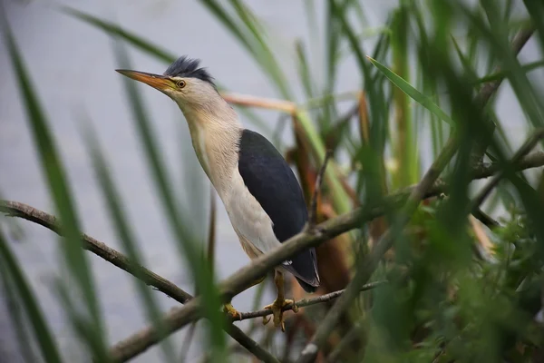 Küçük Balaban (Ixobrychus sylviella)
