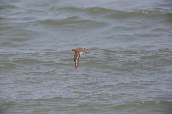 Sandpiper comum — Fotografia de Stock