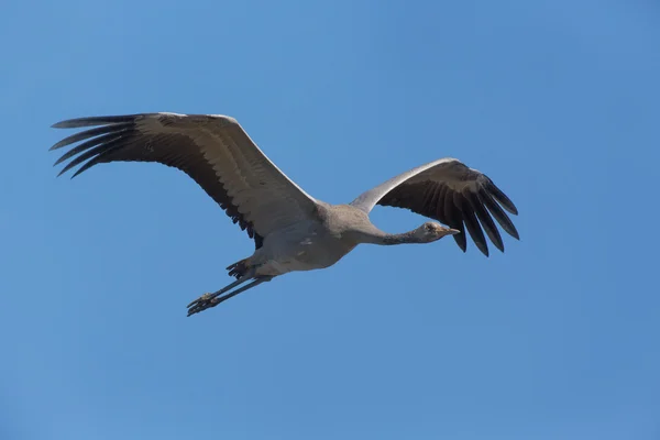 Uçuşta ortak Crane