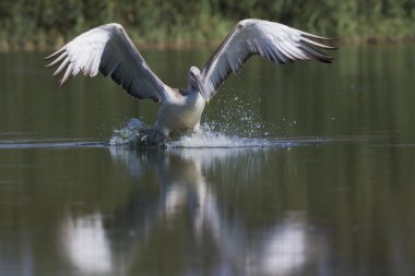 Dalmaçyalı Pelikan