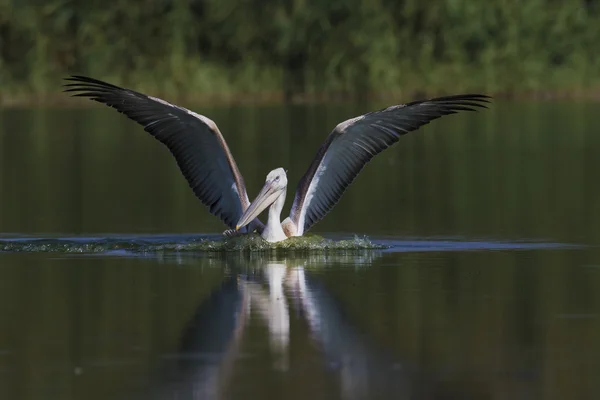 Dalmata Pelican — Foto Stock