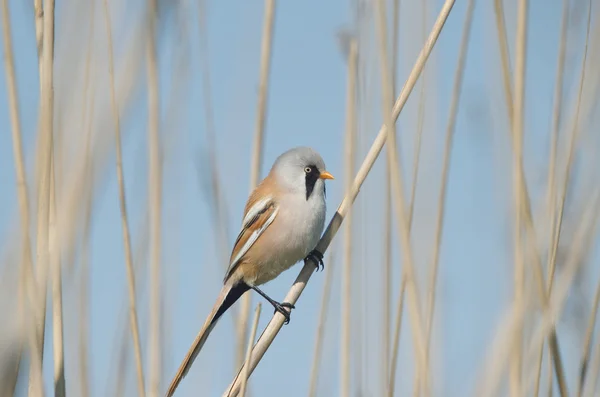 Sakallı baştankara