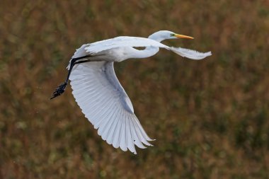Büyük ak balıkçıl Egretta alba