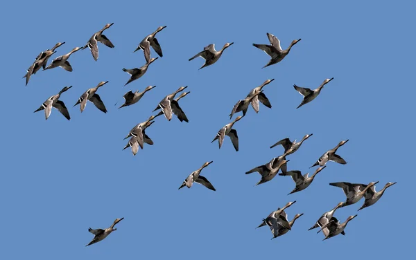 Kuzey Pintail uçuş