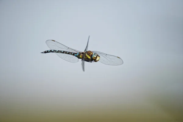 Odonata em flifgt — Fotografia de Stock