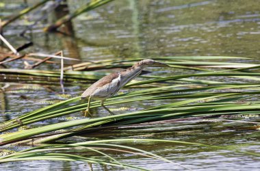 Küçük Balaban Ixobrychus sylviella