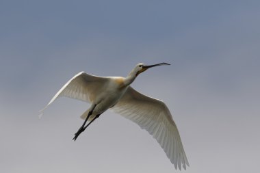 Uçuş bayağı kaşıkçı