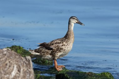 Kalabalık Anas strepera