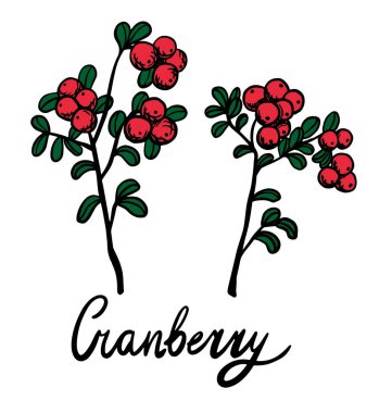 Kızılcık vektör çizimi, böğürtlen resimleri. Kırmızı ve yeşil renkte kızılcık vektör çizimi. Menü için yabanmersini resimleri, paket tasarımı. Yabanmersini resimleri.